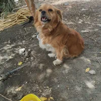 سگ پاکوتاه