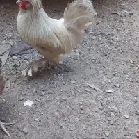 خروس سلطان