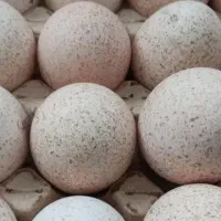 فروش تخم بو قلمون تازه