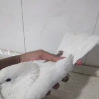نره یه کت|پرنده|تویسرکان, |دیوار