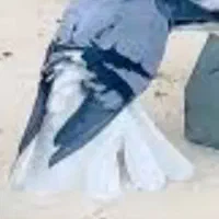 کفتر دم سفید