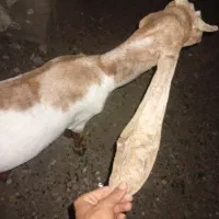مر،ی پا،کستانی