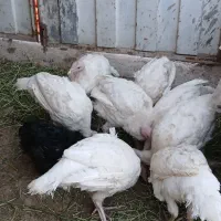 بوقلمون