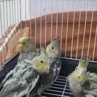 جوجه عروس هلندی یکماهه