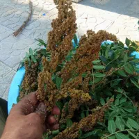 سماق تازه برغان ترش