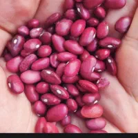 انواع حبوبات