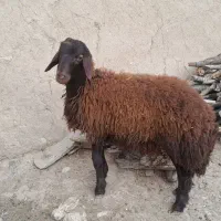 بره افشار