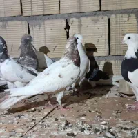 کبوتر