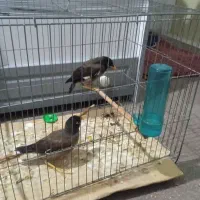 جوجه مینا تهرانی