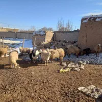 واکسیناسیون و پلاک کوبی و سونوگرافی دام