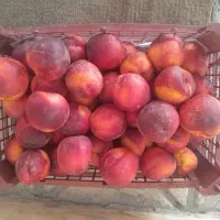شلیل آبدار و شیرین