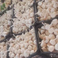 سیر سفید چینی درجه ۱