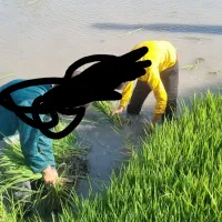 بذر شلتوک لنجونی