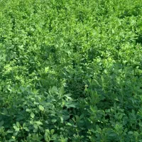 یونجه بغدای