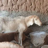 میش چاق واسه قربانی کردن
