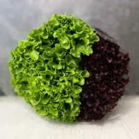 فروش کاهو دسته گلی
