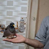 مینا سخنگو دستی