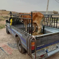 بار بری حمل بار