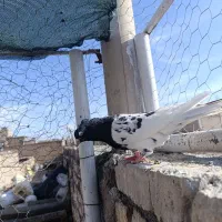 کله سیاه