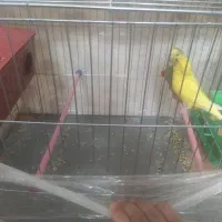 مرغ عشق