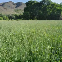 باغ پلاک دوم رودخانه صد متری رودخانه