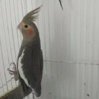 طوطی عروس نر و ماده ۴ ماه