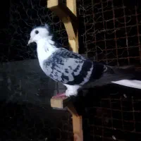 کبوتر ساده ماده