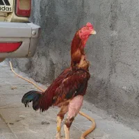 خروس لاری ومرغ لاری کلنگی