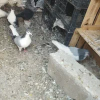 کبوتر
