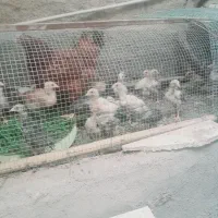 جوجه لاری