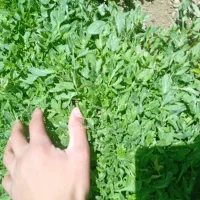 شتیل کوجه فرنگی