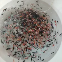 ماهی قرمز حراج شد