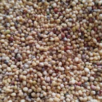 فروش بذرترب اصلاح شدهدرجه یک  به صورت عمده وجزعی.