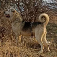 سگ سرابی پژدر خراسانی افغانی