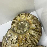 سنگ امونیت