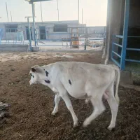 گوساله هلشتاین
