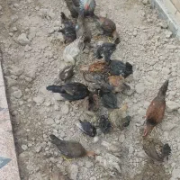 نیمچه ومرغ