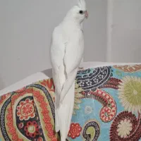 فروش پرنده