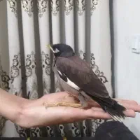 جوجه مینا بالغ