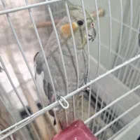 عروس پاریس ماده