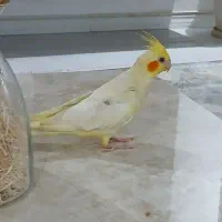 عروس هلندی ماده