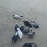 کبوتر
