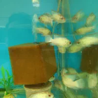 ماهی|ماهی|اراک, |دیوار