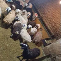 گوساله گوشتی گوسفند زنده نژاد برتر