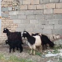 بز وبزغاله