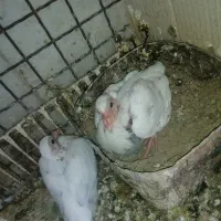 یه جفت جوجه سرور به شرط پرش میشن غرق گل