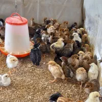 جوجه|حیوانات مزرعه|اراک, |دیوار