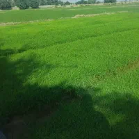 بذر شالی  فجر