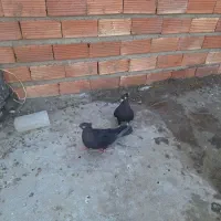 فروش کبوتر