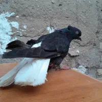 پرنده کفتر دم سفید اشعل نر ۱۶ پر دم